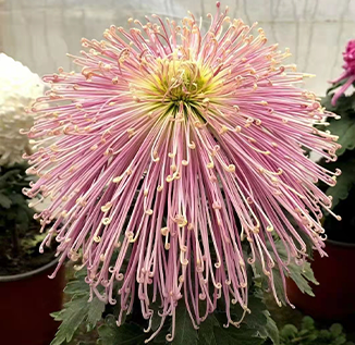 如何選擇園藝公司